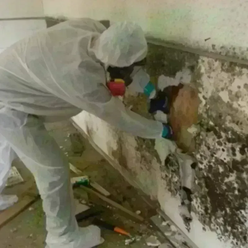 Mold Remediation and Removal in Waterville, NY